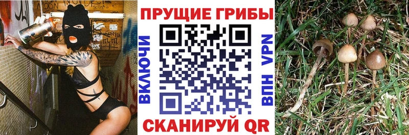 Галлюциногенные грибы ЛСД  Белоозёрский 